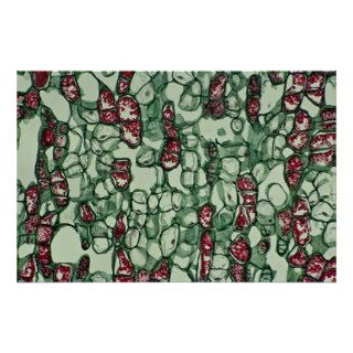 Cambium Cells Poster