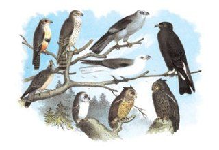 Buy Enlarge 0 587 03813 6P12x18 Femerol and Richardsons Falcons, Isabella Hawk, Acadian Owl  Paper Size P12x18   Prints