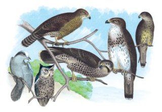 Buy Enlarge 0 587 03814 4P20x30 Owls, Buzzards, and Peregrine Falcon  Paper Size P20x30   Prints