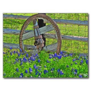 Wagon Wheel Bluebonnets near Johnson City, TX Post Cards