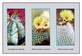 Buy Enlarge 0 587 10009 5P12x18 Astrophytum Ornatum  Paper Size P12x18   Prints