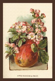Buy Enlarge 0 587 17640 7C12X18 Apple Blossom and Fruit  Canvas Size C12X18   Prints
