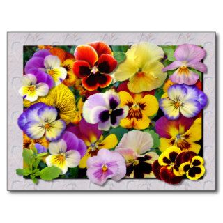 PANSY PATCHWORK ~ Postcard