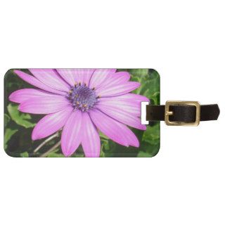 Single Pink African Daisy Against Green Foliage Tag For Luggage