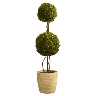 Preserved Boxwoods Double Sphere Topiary in Pot