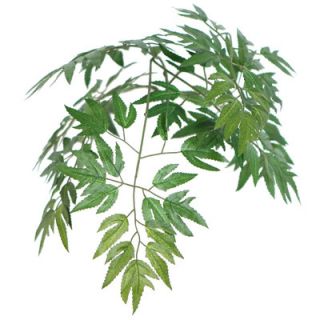 Vickerman Co. Bushes 4 Artificial Potted Natural Ming Aralia Tree in