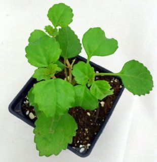 The Bill W. Plant/Sobriety Plant   Easy to Grow House Plant  4" Pot  Swedish Ivy  Grocery & Gourmet Food