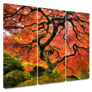 Piece Japanese Maple Tree Gallery Wrapped Canvas Art by John Black