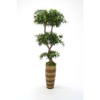 Distinctive Designs Podocarpus Topiary in Square Top Striped Stoneware