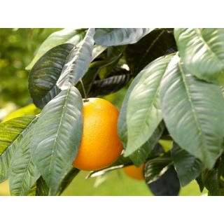 Flora Novara 60 Artificial Orange Tree