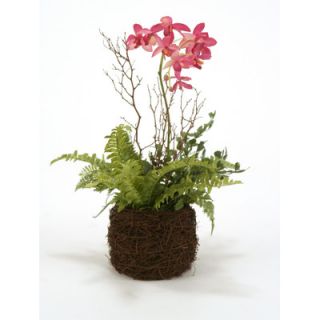 Distinctive Designs Silk Phaleanopsis Orchid Plant with Ferns in Twig