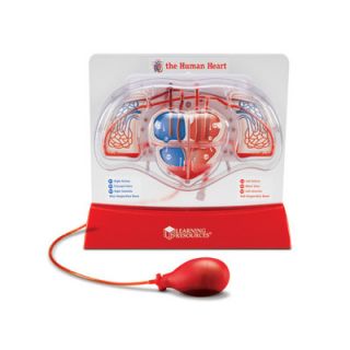 Learning Resources Pumping Heart Model