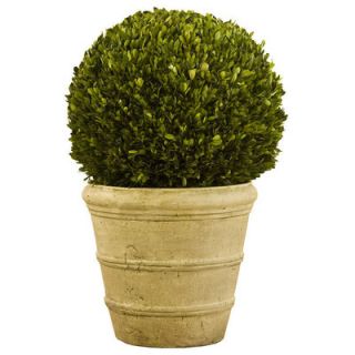 Napa Home and Garden Preserved Boxwoods Preserved Greens Ball on Pot
