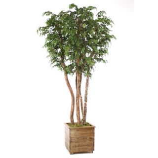 Distinctive Designs Ming Aralia Tree in Planter