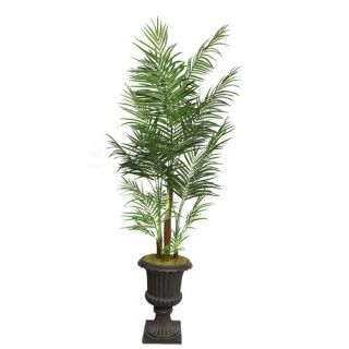 Indoor Plants   Plant Palm, Plant Depth 31 [D]40