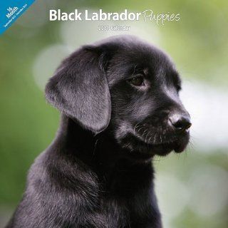 Black Labrador Puppies 2014 Wall Calendar  Pet Memorial Products 
