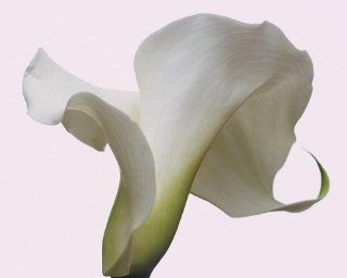 Corbi Wall Decals White Calla Lily Flower   24 inches x 19 inches   Peel and Stick Removable Graphic   Wall Murals