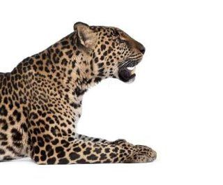 Animal Wall Decals Portrait of Leopard Lying down against White Background   48 inches x 40 inches   Peel and Stick Removable Graphic   Wall Banners