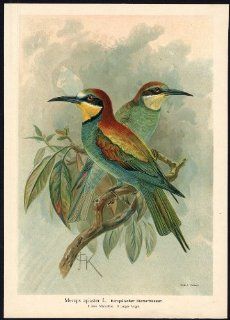 Antique Bird Print BEE EATER EUROPAISCHER BIENENFRESSER Plate IV.37 Naumann 1896   Lithographic Prints
