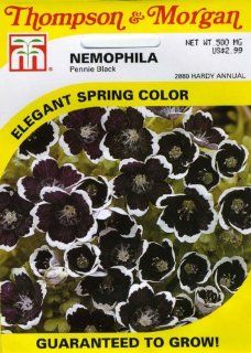 Nemophila SEEDS Pennie Black  Flowering Plants  Patio, Lawn & Garden