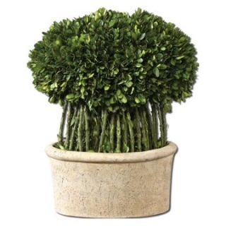 Preserved Boxwood Willow Topiary   Topiaries