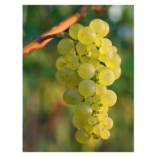 Chardonnay Grape Vines (1 Gal)  Plants  Patio, Lawn & Garden