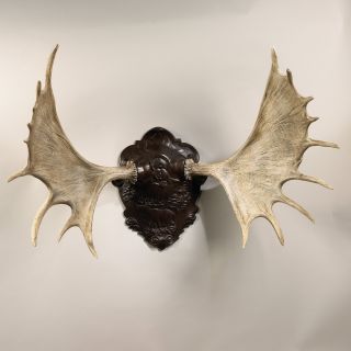 Oklahoma Casting Moose Horns Wall Art   Wall Sculptures and Panels