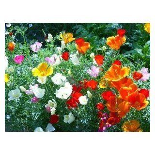 Seeds and Things 500+ Mixed California Poppy Seeds  Poppy Plants  Patio, Lawn & Garden