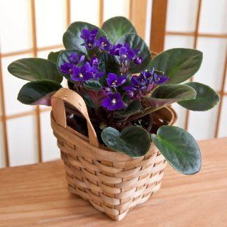 African Violet in Wide Weave Wicker Basket w/ Handles   Ships 2nd Day Air   Live Plant   Green Gift   Birthday Plant Gift   Anniversary Plant Gift   Housewarming Plant Gift   Congratulations Plant Gift   New Baby Plant Gift   Get Well Plant Gift   Thank Yo
