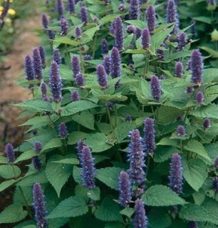 Herb Anise Hyssop D933A (Purple) 100 Organic Seeds by David's Garden Seeds  Basil Plants  Patio, Lawn & Garden