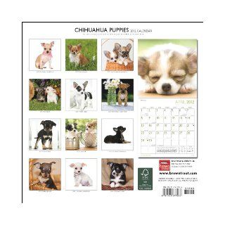 Chihuahua Puppies 2012 Square 12X12 Wall Calendar BrownTrout Publishers Inc 9781421677286 Books