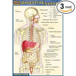 BarCharts  Inc. 9781572228191 Digestive System  Pack of 3