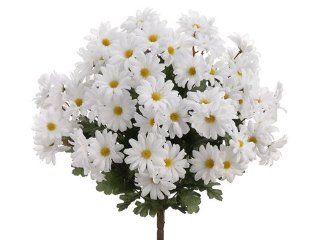 Allstate FBD951 WH 19 in. White Daisy Bush  Case of 12  Flowers  Patio, Lawn & Garden