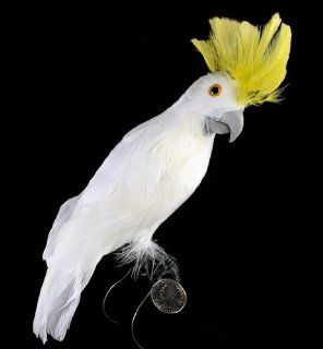 White Feathered Display Cockatoo Bird with Vibrant Yellow Head Feathers
