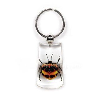 Real Genuine Tea Seed Bug in Lucite Key Chain 2 Sided 