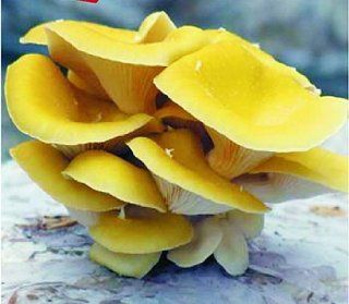 Seeds and Things 10 Grams, "Golden" Approximately 1, 000 inert carrier Seeds Coated with the Golden Mushroom Spore (Pleurotus Cornucopie)  Mushroom Growing Kit Button  Patio, Lawn & Garden