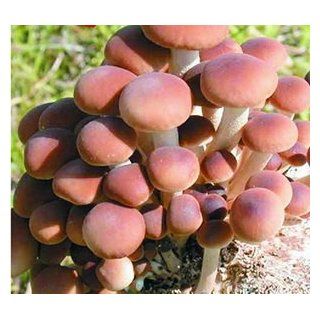 Seeds and Things 10 Grams(pholiota Aegerita), Approximately 1, 000 Inert Carrier Seeds Coated with the (Pholiota Aegerita)mushroom Spore Poplar See Picture and Product Description  Mushroom Plants  Patio, Lawn & Garden