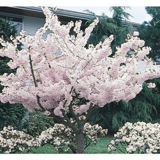 3.63 Gallon Yoshino Flowering Cherry (L3234)