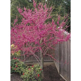 3.74 Gallon Oklahoma Redbud (L1158)