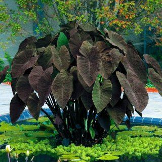 Black Magic Elephants Ear   Gothic   Colocasia   4" Pot  Flowering Plants  Patio, Lawn & Garden