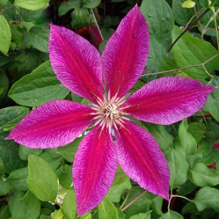 ruby wedding gift clematis ruby wedding by giftaplant