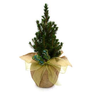 dwarf picea plant gift by giftaplant