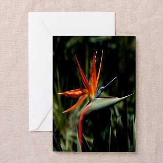 Bird Of Paradise Greeting Cards (Pk of 10) by desertwillows