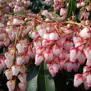 christmas plant gifts pieris christmas cheer by giftaplant