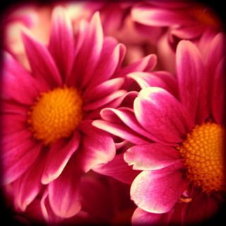 pink daisies by rossana novella wall decor