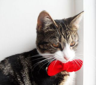 cat bow tie collar by lovecatcaves