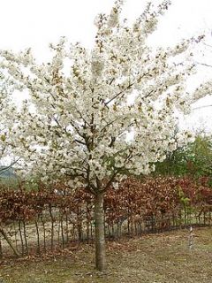 flowering cherry 'blushing bride' by trees direct