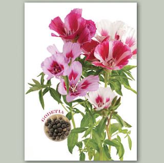 godetia flower card with seeds to grow by think bubble