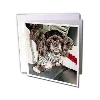 gc_54779_2 Jos Fauxtographee Realistic   An Adorable House Pet Shiatsu Dog in The Back Seat of Car After Having Been Groomed in a Scarf   Greeting Cards 12 Greeting Cards with envelopes  Blank Greeting Cards 