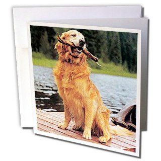 gc_245_2 Dogs Golden Retriever   Golden Retriever   Greeting Cards 12 Greeting Cards with envelopes  Blank Greeting Cards 